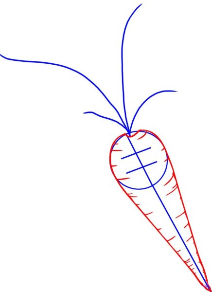 Поэтапное рисование морковки