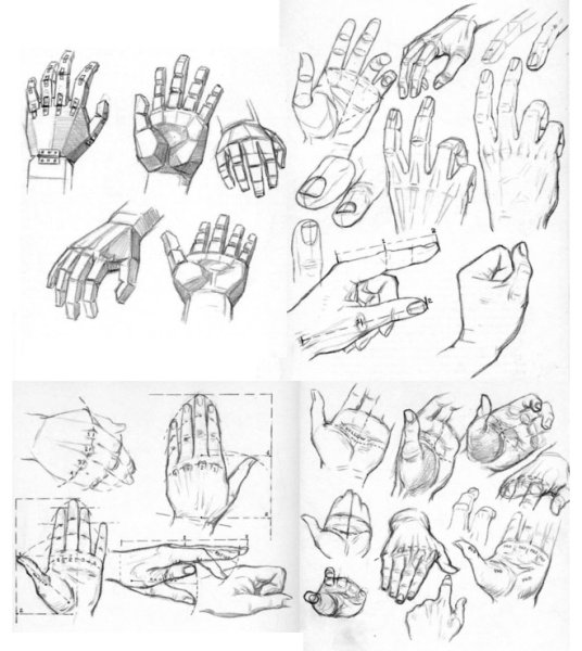 Анатомия кисти руки для художников