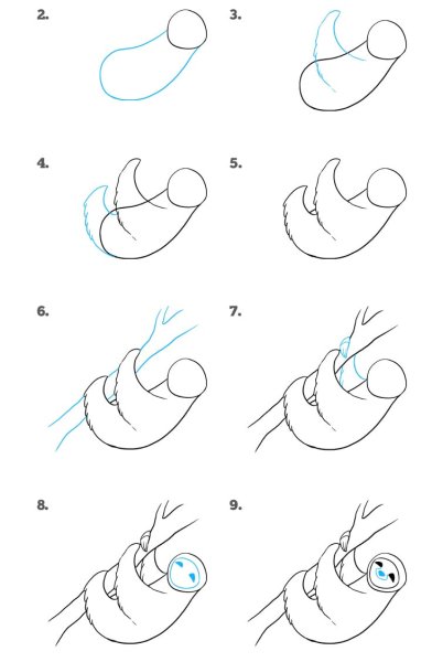 Поэтапное рисование ленивца