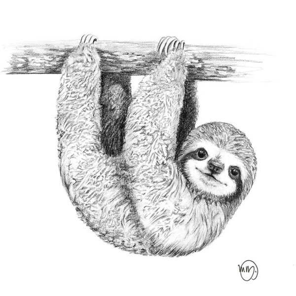 Ленивец раскраска