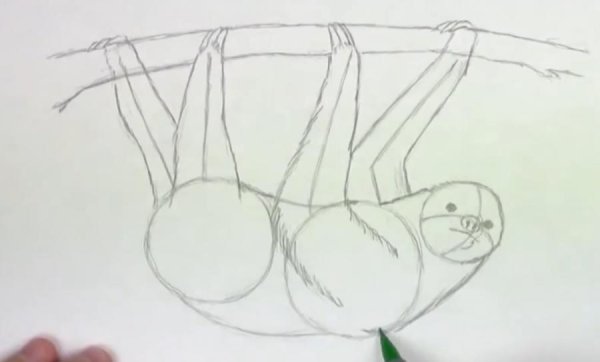 Ленивец рисунок карандашом