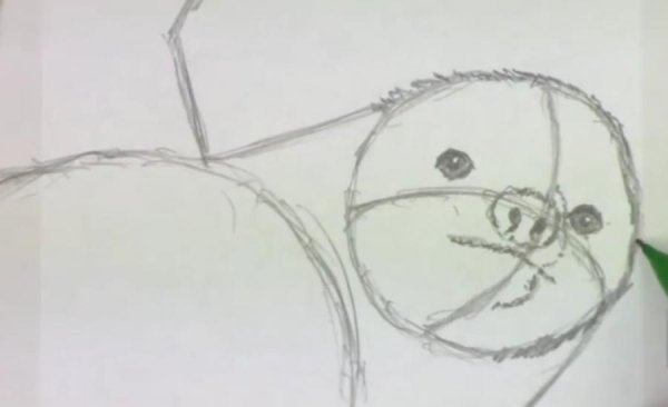 Поэтапное рисование ленивца