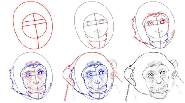 Поэтапное рисование обезьяны