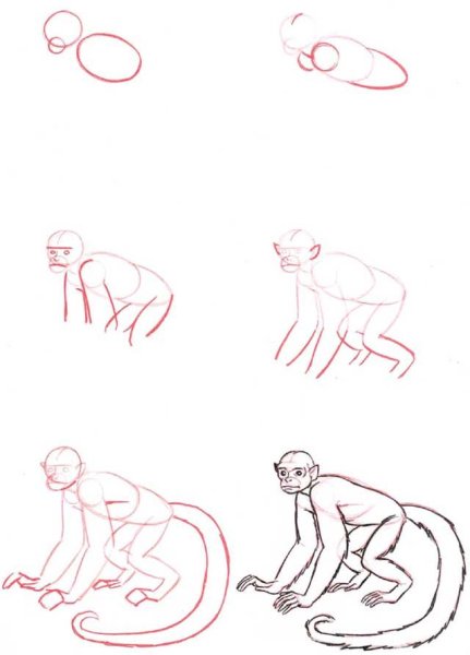 Поэтапное рисование обезьяны