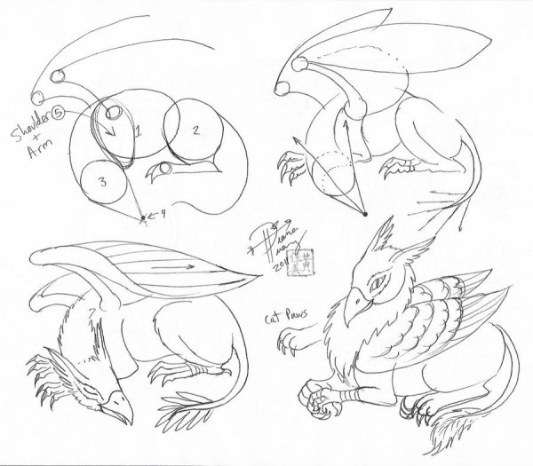 Анатомия грифона для рисования