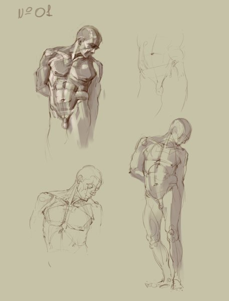 Рисование торса человека