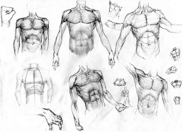 Поэтапное рисование торса