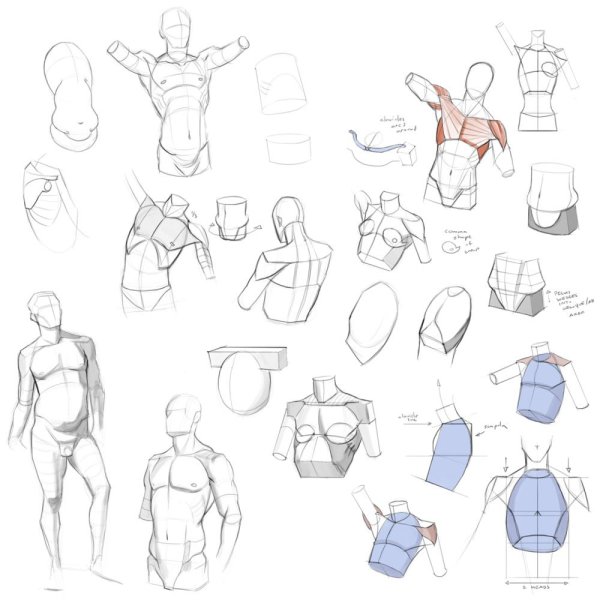 Нарисованный торс мужчины