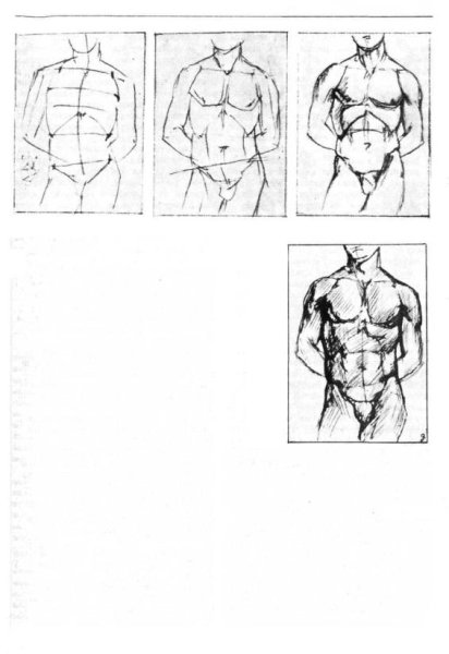 Мужской торс скетч