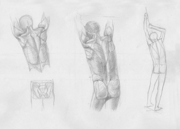 Пошаговое рисование мужского тела