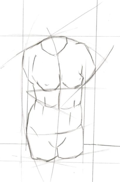 Торс анатомия речеренс