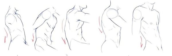 Мужской торс построение