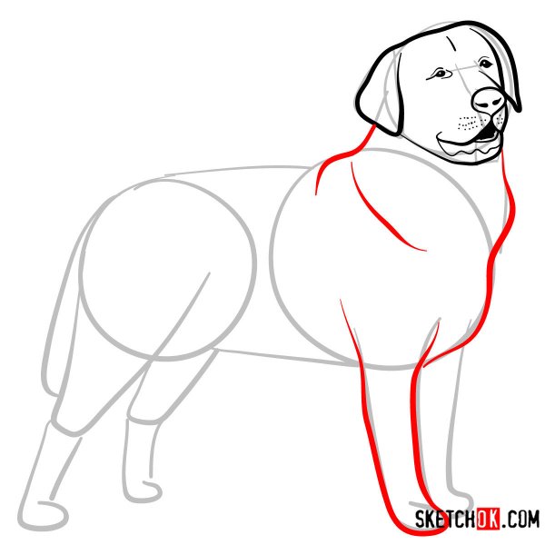 Поэтапное рисование лабрадора