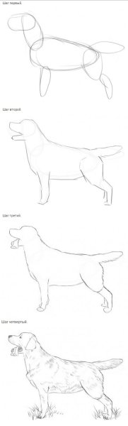 Лабрадор рисунок поэтапно