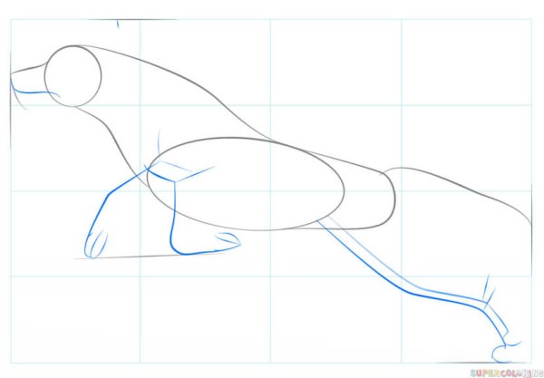 Лабрадор рисунок карандашом по этапам