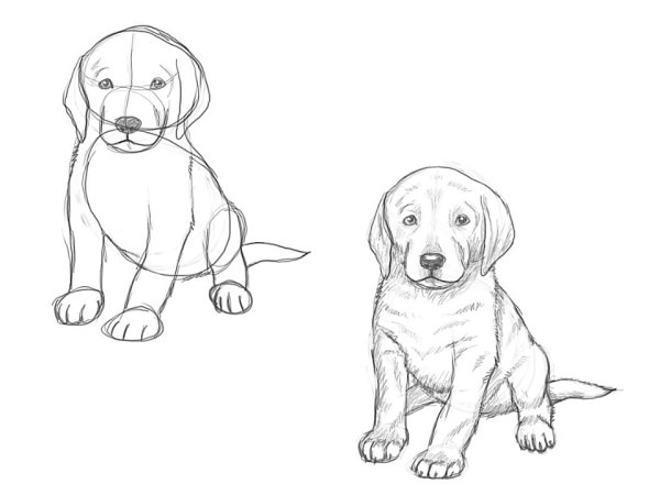 Лабрадор карандашом для срисовки