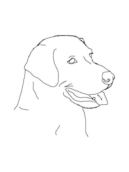 Лабрадоры для рисования