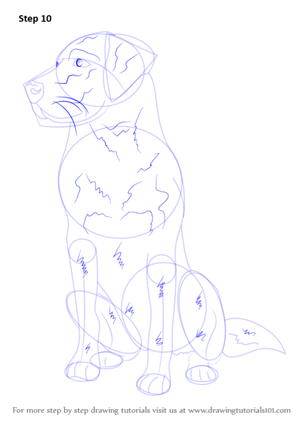 Нарисовать щенка лабрадора поэтапно