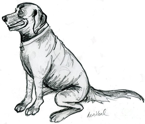 Лабрадор карандашом поэтапно