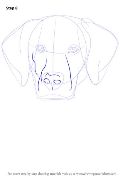 Поэтапное рисование лабрадора