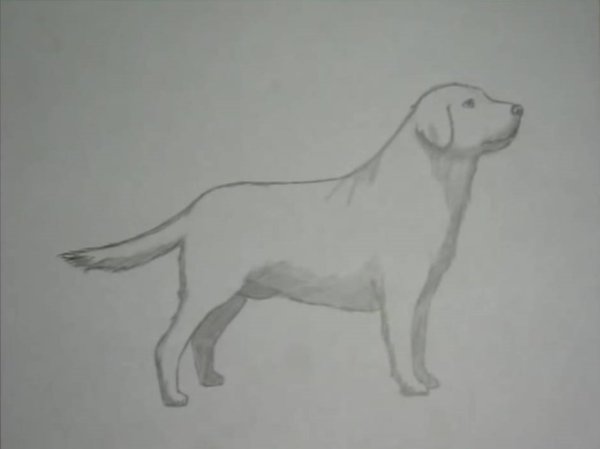 Поэтапное рисование лабрадора