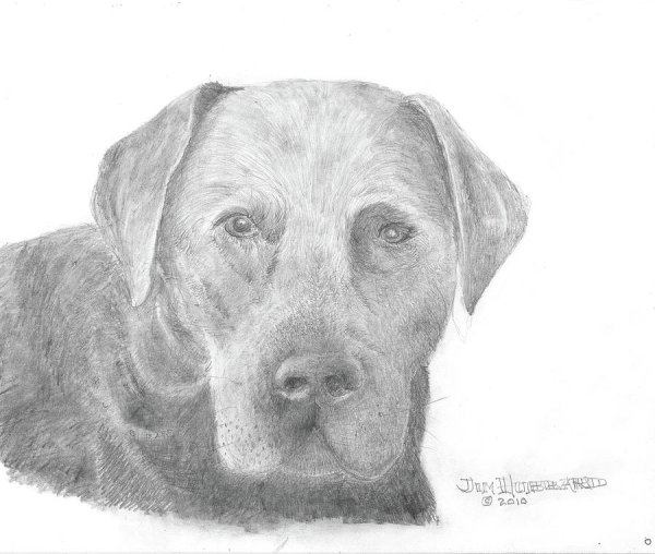 Голова лабрадора карандашом