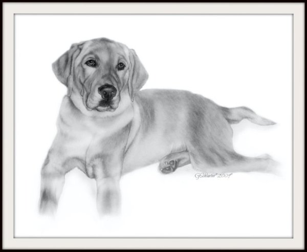 Лабрадор рисунок скетч