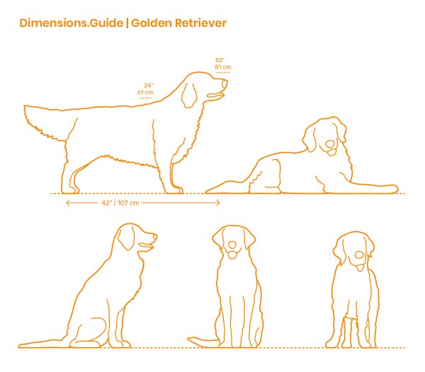 Габариты лабрадора ретривера