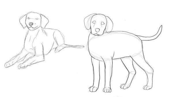 Лабрадор рисунок для детей поэтапно