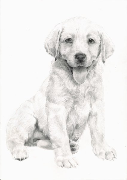 Лабрадор Графика