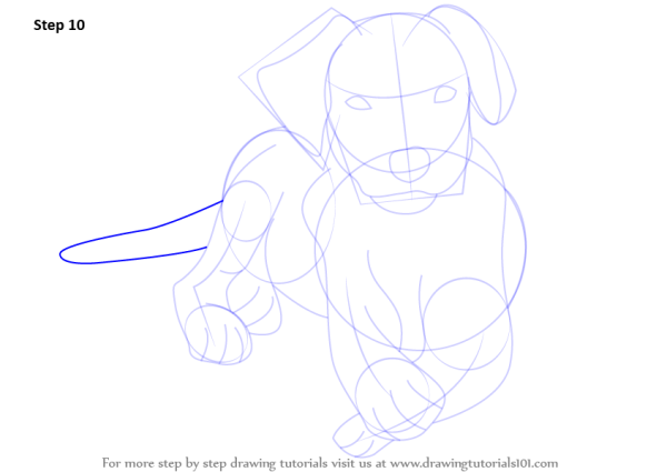 Лабрадор рисовать со схемой