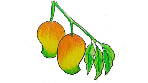 Манго ветка рисунок