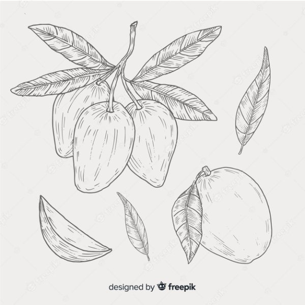 Манго иллюстрации скетч