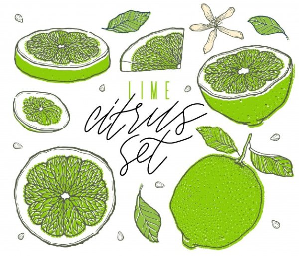 Лайм рисунок черный