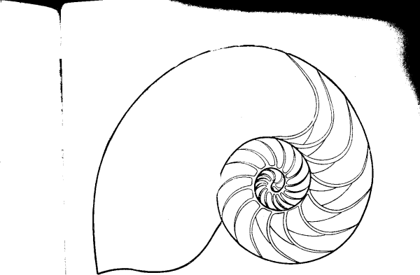 Нарисовать спираль в иллюстраторе