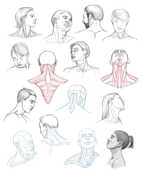 Анатомия головы и шеи для рисования