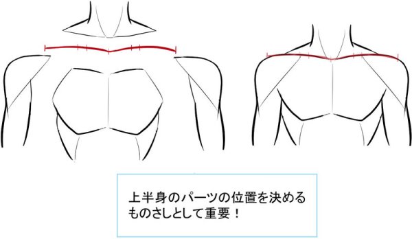 Анатомия ключицы для рисования