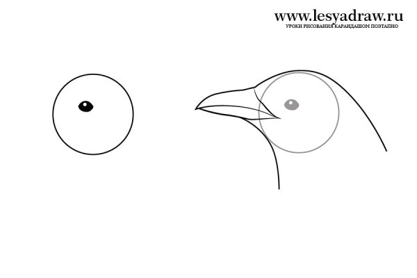 Рисование сорока белобока в подготовительной группе