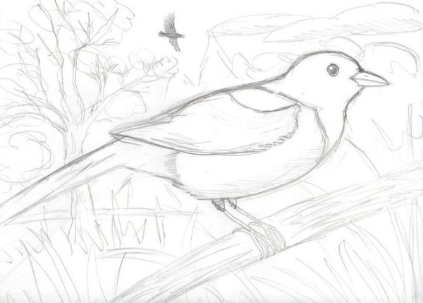 Поэтапное рисование Грача