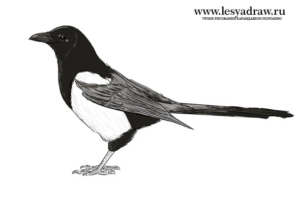 Рисование с натуры птиц