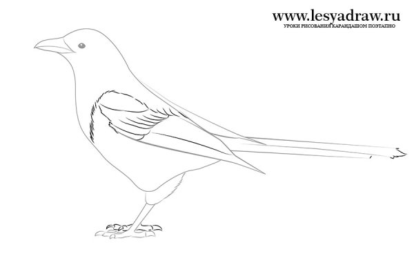 Поэтапное рисование сороки для детей презентация