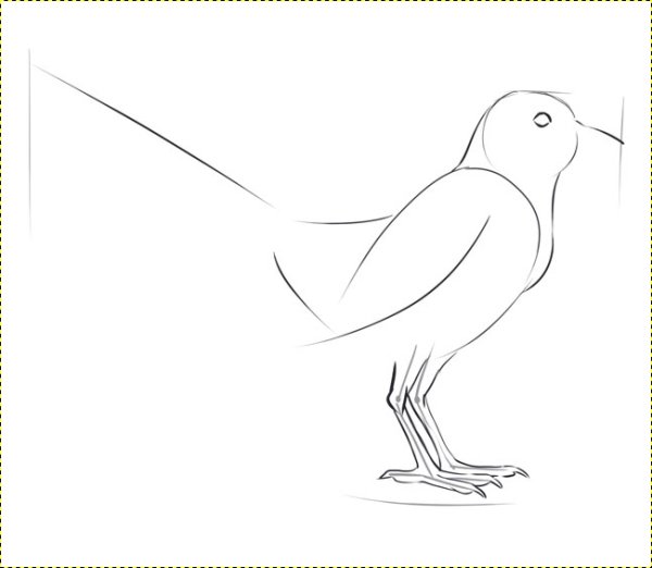 Сорока поэтапное рисование для детей