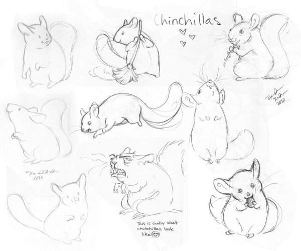 Шиншилла набросок