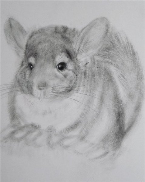 Эскиз шиншиллы