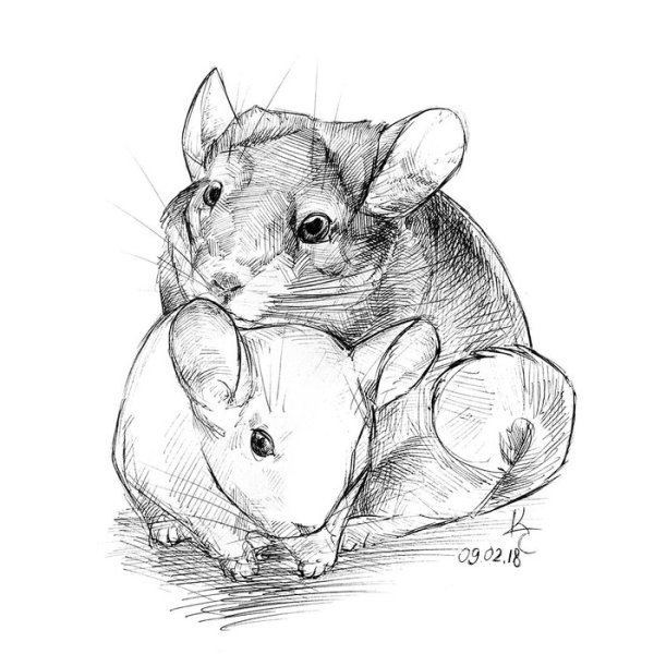 Раскраска шиншилла