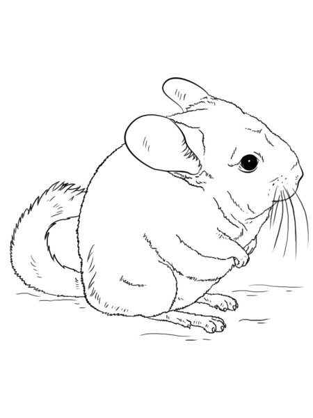 Раскраска шиншилла