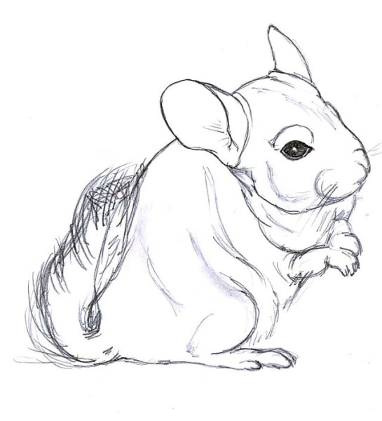 Зарисовки шиншилл