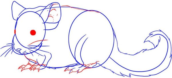 Поэтапное рисование шиншиллы