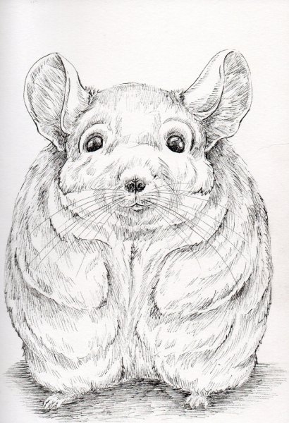 Шиншилла референс