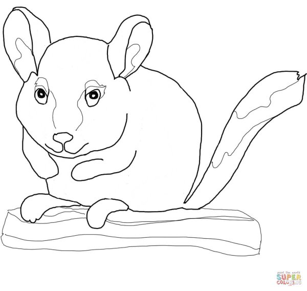 Раскраска шиншилла